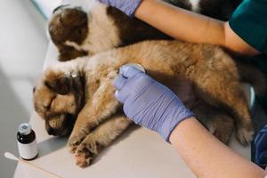 controle de adem. mannetje dierenarts in werk uniform luisteren naar de adem van een klein hond met een phonendoscope in veterinair kliniek. huisdier zorg concept foto