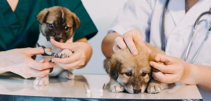 controle de adem. mannetje dierenarts in werk uniform luisteren naar de adem van een klein hond met een phonendoscope in veterinair kliniek. huisdier zorg concept foto