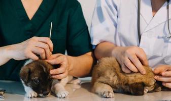 controle de adem. mannetje dierenarts in werk uniform luisteren naar de adem van een klein hond met een phonendoscope in veterinair kliniek. huisdier zorg concept foto