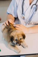 controle de adem. mannetje dierenarts in werk uniform luisteren naar de adem van een klein hond met een phonendoscope in veterinair kliniek. huisdier zorg concept foto