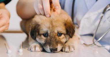 controle de adem. mannetje dierenarts in werk uniform luisteren naar de adem van een klein hond met een phonendoscope in veterinair kliniek. huisdier zorg concept foto