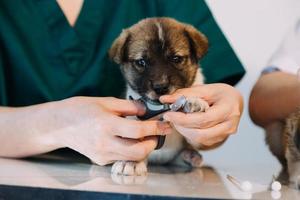 controle de adem. mannetje dierenarts in werk uniform luisteren naar de adem van een klein hond met een phonendoscope in veterinair kliniek. huisdier zorg concept foto