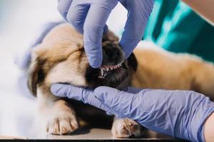 controle de adem. mannetje dierenarts in werk uniform luisteren naar de adem van een klein hond met een phonendoscope in veterinair kliniek. huisdier zorg concept foto