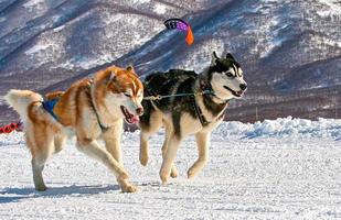 honden team rennen in de sneeuw Aan kamchatka foto