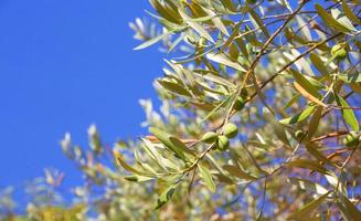 groen olijven Aan een boom Aan een blauw lucht achtergrond, detailopname foto