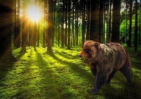 groot beer in de bossen Bij zonsondergang foto