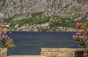 mooi roze bloemen met uitzicht een Kotor baai, Montenegro foto