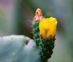 lente bloeien Aan een stekelig Peer cactus foto