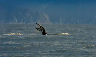 selectief focus. gebochelde walvis zwemmen in de grote Oceaan oceaan, staart van de walvis duiken foto