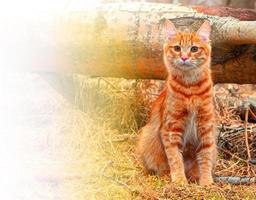 mooi rood kat bobtail jaagt in de Woud foto