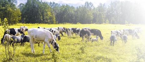 de kudde schapen en koeien die op een zonnige dag op groen en geel gras grazen foto