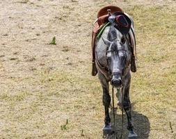 gezadeld paard Aan de gazon met een cowboy hoed aan het wachten voor toeristen foto