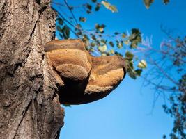 groot boom champignons groeit Aan een oud boom kofferbak. bos- champignons foto