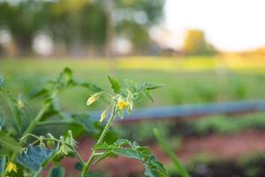 bloeiend tomaat planten klaar naar produceren foto