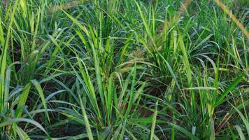 mombasa Guinea paspalum maximaal CV. mombasa gras voor dieren, buffel gras in Thailand foto