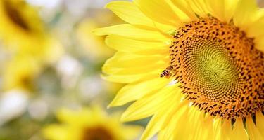 een detailopname van zonnebloemen bloeiend prachtig tegen de gouden licht in de ochtend. bloeiend zonnebloemen in zomer foto