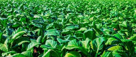 dichtbij omhoog van tabak groot blad gewassen groeit in tabak plantage veld. tropisch tabak groen blad achtergrond foto