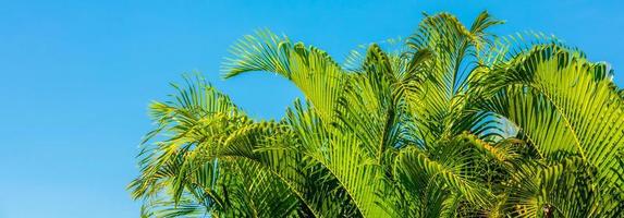 de bladeren van palm bomen en de blu lucht zomer achtergrond foto