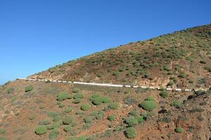 planten Aan de manier naar de uitgestorven vulkaan Aan de eiland van Fuerteventura foto