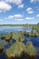 Purper Moor gras , hoezo venn moor, de Eifel, Duitsland foto