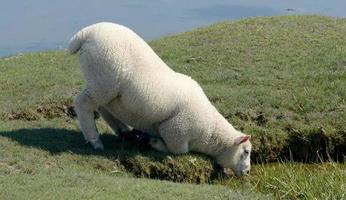 drinken schapen Aan zout moeras Bij noorden zee, noorden friesland, eiderstedt schiereiland, Duitsland foto