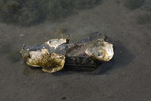 oester --magallana gigas - schelpen Aan een steen Bij noorden zee, noorden Friesland, Duitsland foto