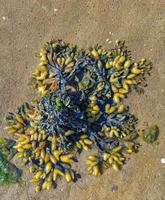 blaaswier of zeewier --fucus vesiculosus-- Bij noorden zee in noorden Frisia, Duitsland foto