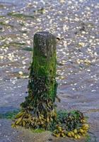 blaaswier of zeewier --fucus vesiculosus-- Bij noorden zee in noorden Frisia, Duitsland foto