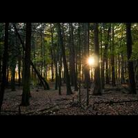 zon door bomen foto