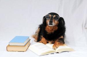 schattig hond met boeken foto