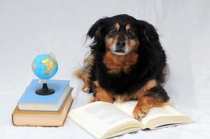 schattig hond met boeken foto