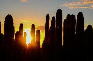 cactus detailopname visie foto