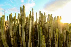 cactus detailopname visie foto