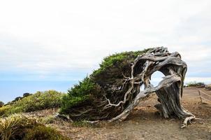 oud boom door de klif foto