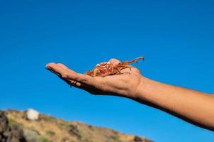 hand- Holding een oranje krab foto