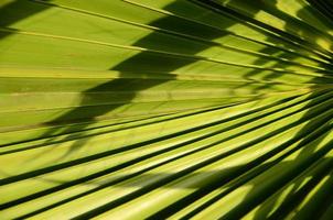 vriend blad structuur detailopname foto