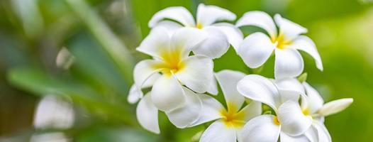 zacht frangipani bloem of plumeria bloem boeket Aan Afdeling boom in ochtend- Aan wazig achtergrond. plumeria is wit en geel bloemblad en bloeiend is schoonheid in tuin park. mooi natuur sjabloon foto