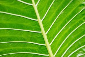 groen bladeren achtergrond. blad macro, mooi natuur textuur. verbazingwekkend ecologie en natuur milieu concept foto