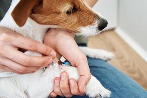 hond met een verbonden katheter Aan zijn poot. huisdier zorg foto