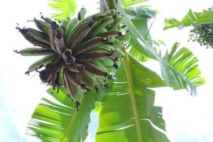 een banaan boom dat heeft geweest lager fruit in mijn oma's tuin in de dorp foto