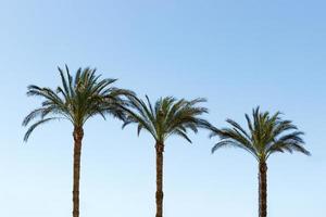 drie palm bomen tegen een blauw lucht foto