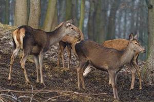 rood hert in Woud foto