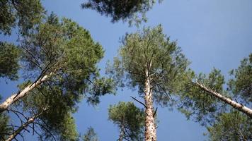 hoog bomen en lucht op zoek omhoog perspectief foto