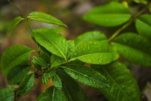 groen blad met water laten vallen achtergrond foto