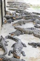 veel krokodillen in de dierentuin foto