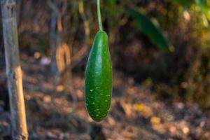 fruit van groente tuin. foto