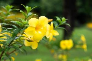 geel bloeiend fabriek gebeld allamanda, allamanda cathartica inheems naar de Amerika foto