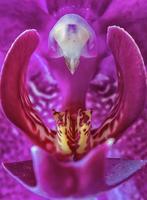 mooi kleurrijk macro van de binnen van een paars orchidee bloem. macro fotografie. paars Purper orchidee. foto