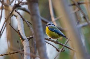 bluetit in Woud foto