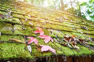 rood esdoorn- blad en groen mos Aan oud houten dak tegels patroon achtergrond foto